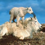 baby-mountain-goat-kid-with-parent[1]